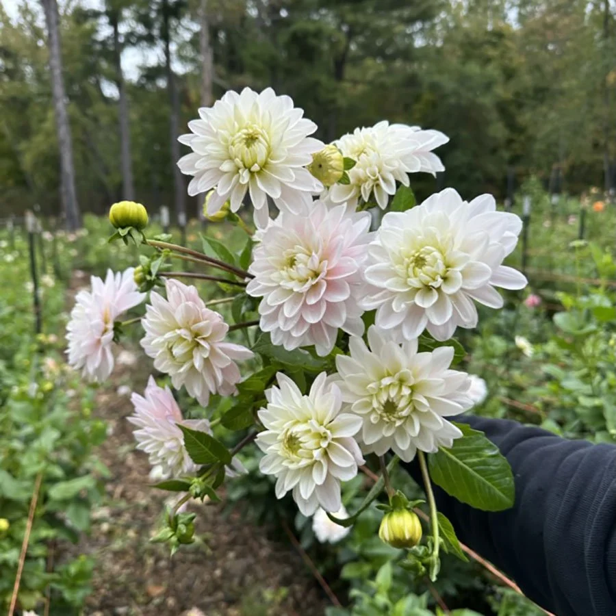 Silver Years — Petal Creek Farm